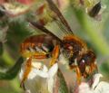 Rhodanthidium sticticum